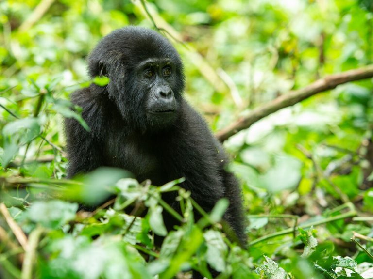 8 days best of Rwanda Primates and Cultural Safari