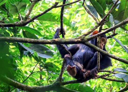 8 days best of Rwanda Primates and Cultural Safari