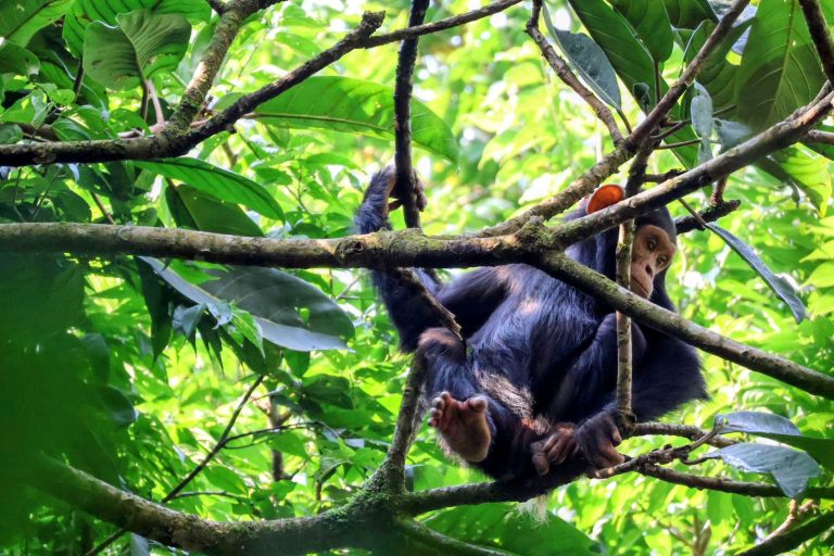 8 days best of Rwanda Primates and wildlife safari