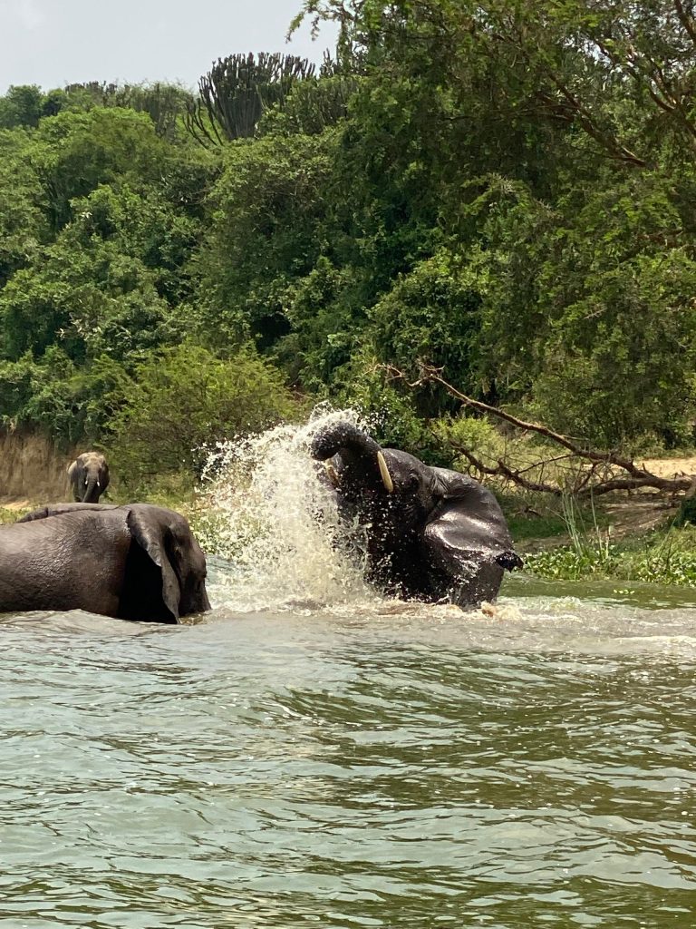 Elephant bathing at Kazinga Channel – Boat cruise