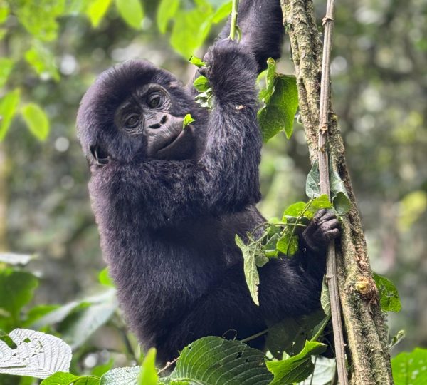 Baby Gorilla hanging in the canopy