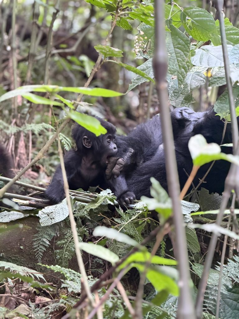 Where to Track Mountain Gorillas in East Africa